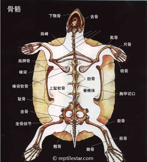 乌龟解剖结构图示意图图片