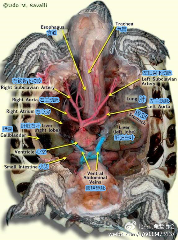 龜類主要組織器官位置解剖圖